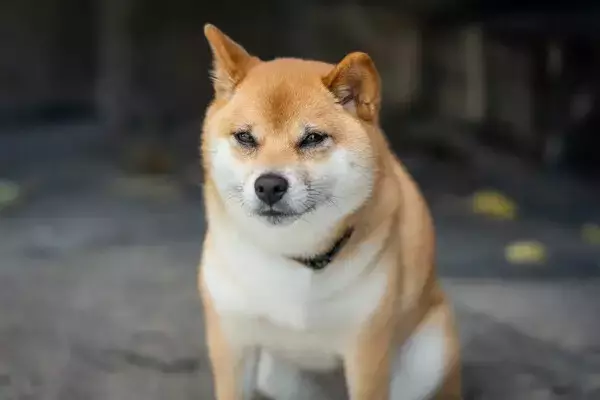 「拒否柴」とは? - 飼い主6割が経験