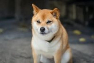 「拒否柴」とは? - 飼い主6割が経験