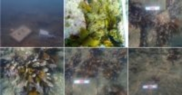 ENEOSリニューアブル・エナジー、セルロース活用の藻場造成で有効性を確認