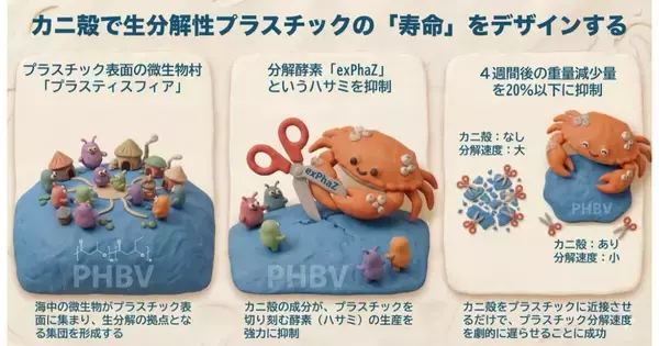 群大など、水酸副産物カニ殻で海洋生分解性プラの寿命調節技術を開発