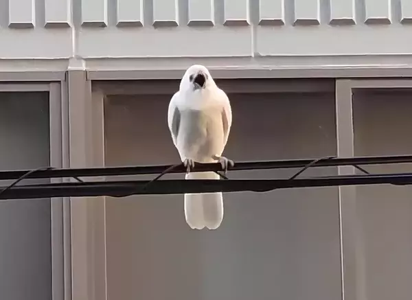 吉兆か!? 「白いカラス」出現にネット騒然 -「なんと美しい」「神様のお使いになりそう」と話題