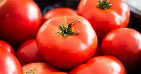 トマトはいつ食べるのが正解? 老化予防『リコピン』の吸収率が上がる時間帯