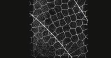 米NSA、国防総省の「排除方針」をよそにAnthropicの最新モデル「Mythos」を利用