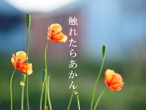 【注意】大繁殖するオレンジの花「ナガミヒナゲシ」が厄介な理由とは?