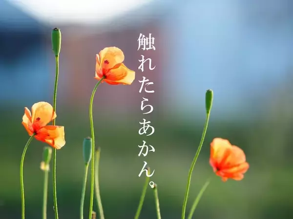 【注意】大繁殖するオレンジの花「ナガミヒナゲシ」が厄介な理由とは?