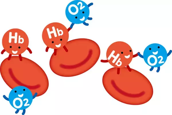 クイズで学ぶ! 鉄の魅力 第14回 【中級編】体の中にも鉄があるって本当?