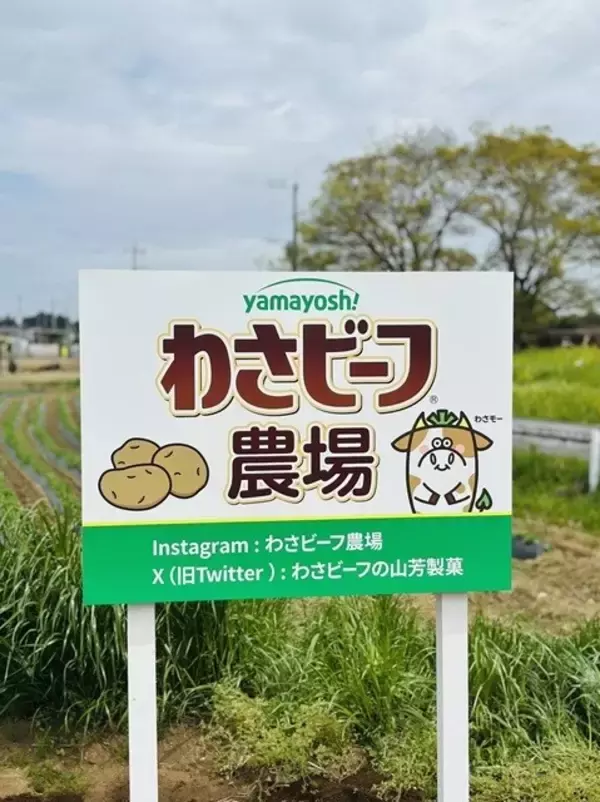 【知ってた?】「わさビーフ」が茨城県のじゃがいも畑に看板を設置、夏の収穫に向けて今年も始動 -「なにこの夢みたいな畑」「わさビーフの聖地巡礼地か…」と話題
