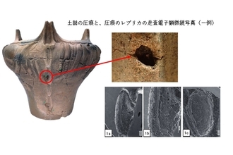 明治大学ら、縄文人が土器に栽培したダイズを埋め込み装飾としていた痕跡を確認