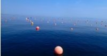 ENEOS×北海道立総研機構、北海道海域でブルーカーボン創出に向けた調査・養殖試験