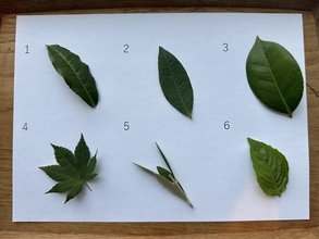 【クイズ】お茶の葉っぱどーれだ? - 子ども向けクイズのはずが大人も大苦戦!?