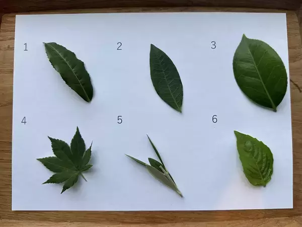 【クイズ】お茶の葉っぱどーれだ? - 子ども向けクイズのはずが大人も大苦戦!?
