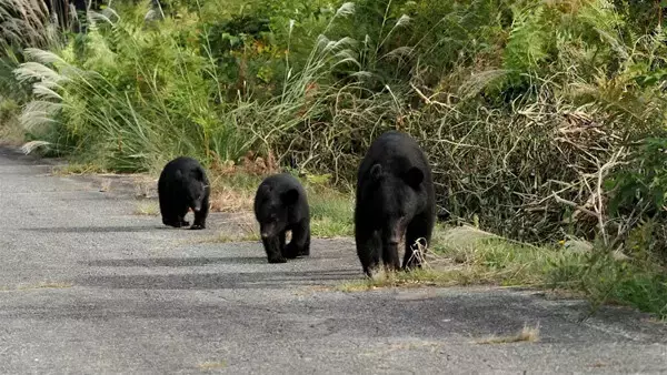 【クマ被害】NHKスペシャル「独自調査"クマ異常事態"の真相」11月30日放送 - 変容を遂げつつあるクマの真の姿とは