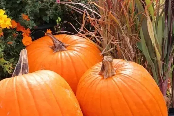 20〜30代が気をつけたいハロウィンのお財布事情