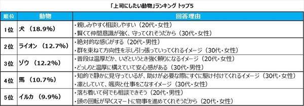 30代のビジネスパーソンが選ぶ 上司にしたい動物 ランキング 1位は 19年11月日 エキサイトニュース