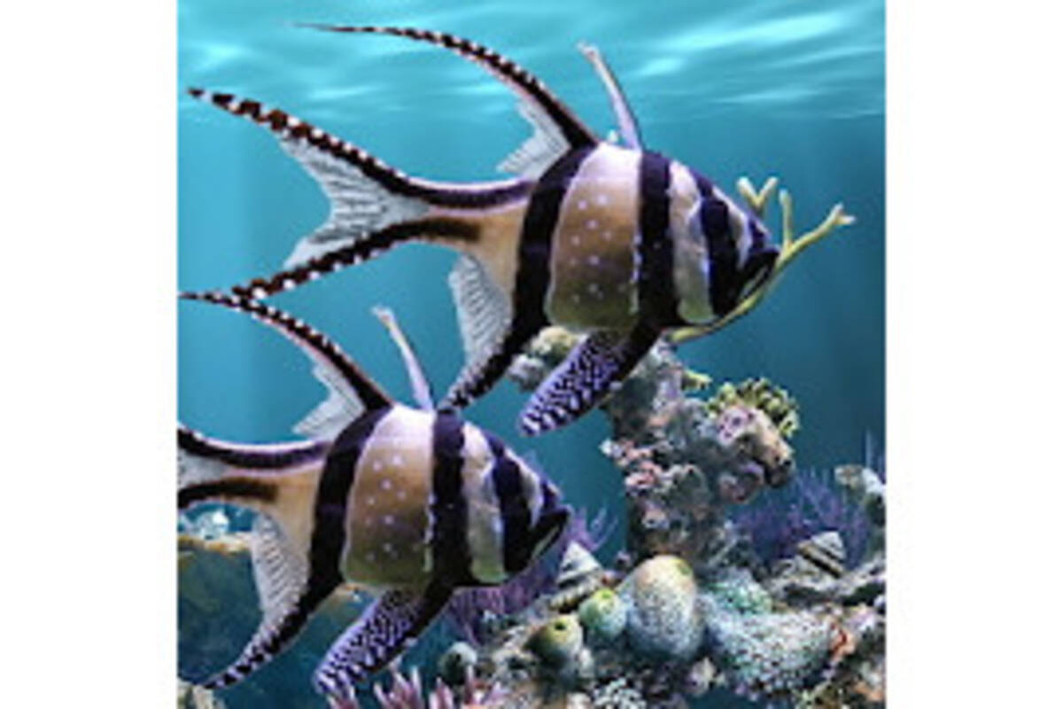 毎日がアプリディ 熱帯魚をスマホで飼う 本物の水槽 ライブ壁紙 年8月11日 エキサイトニュース