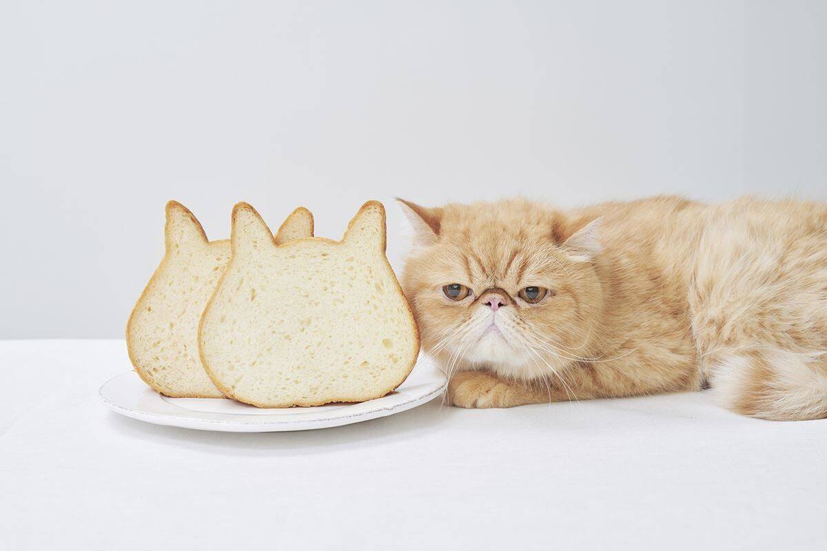 Snsで話題の バズるグルメ 第34回 猫好きは必食 ねこねこ食パン 年10月26日 エキサイトニュース