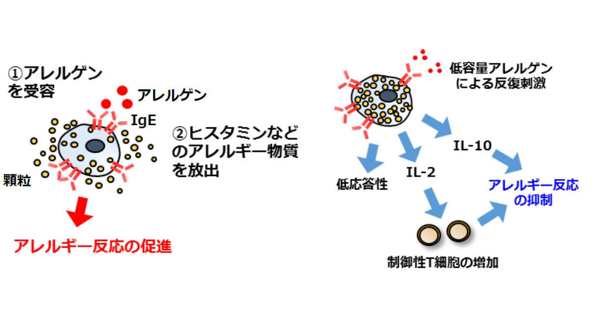 千葉大など 食物アレルギーの治療法 経口免疫療法 の仕組みの一端を解明 年12月11日 エキサイトニュース 2 2