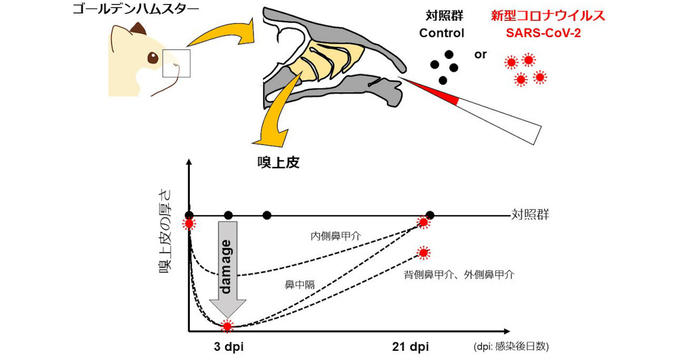 体細胞モザイク に新型コロナを重症化させる可能性 理研などが確認 21年6月21日 エキサイトニュース