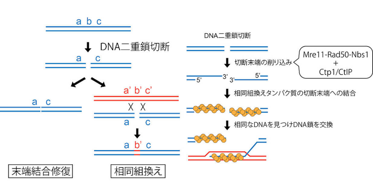 エキサイト