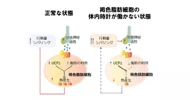 マイクロrnaの一種が褐色脂肪細胞の燃焼を促すことを京大が解明 2021年2月17日 エキサイトニュース