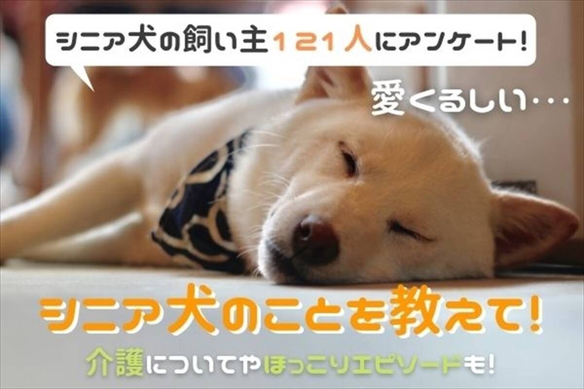 シニア犬の飼い主に聞いた 介護で大変だったことは 21年6月13日 エキサイトニュース