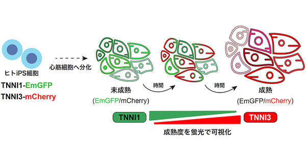 京大など ヒトips細胞由来心筋細胞を新生児レベルに成熟させることに成功 2021年6月23日 エキサイトニュース