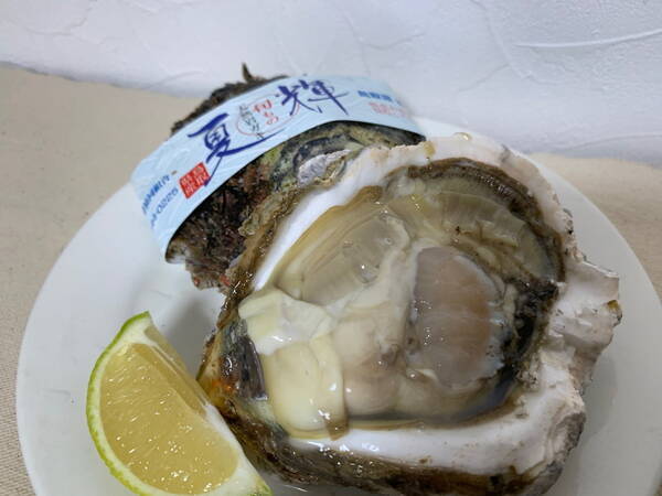 鳥取県産の天然岩ガキ「夏輝」を食べてみたら最高だった