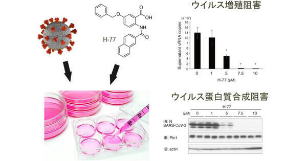 新型コロナの増殖を プロリン異化酵素阻害化合物 が抑制 広島大などが発見 2021年9月17日 エキサイトニュース