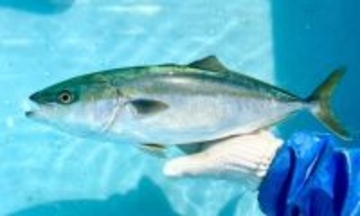 人工養殖のブリが初出荷、天然資源の保護と安定供給へ