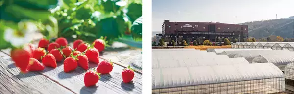 【苺好き必見】YATSUDOKI「スイーツフェア」開催 自社農園苺スイーツが続々登場