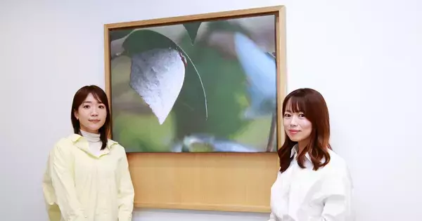 コスモエネルギーグループが気仙沼の森林育成を支援? 環境保護に取り組む理由を担当者に聞く