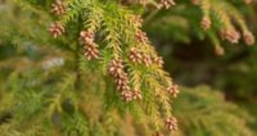 花粉症が軽くなる温度、悪化する温度。医師が教える"お風呂の温度"の新常識