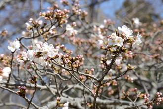 手ぶらで花見!「準備がめんどくさい問題」の救世主で手軽に桜を愛でてきた