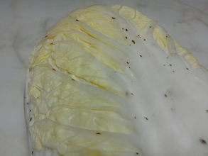 【それ、捨ててない?】白菜の黒い点々、その正体に9.9万いいね集まる - 農水省が「捨てないでください!」と呼びかけ