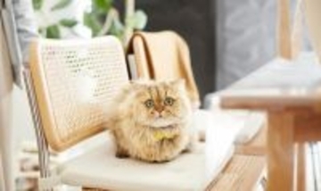 犬・猫の平均寿命は何歳? 最も長寿な犬種は「トイ・プードル」猫種は「日本猫」平均15.3歳 - アニコム調査