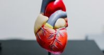 心臓病になりにくい血液型は何型? 血液型で発症リスクが異なる、医学的な理由とは