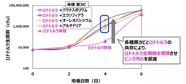 冬場にも浴室に生育する「複数種の黒カビ」がピンク汚れの原因菌を促進することが明らかに - ライオン