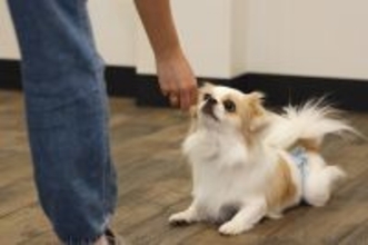 ワンちゃんのしつけは飼い主の“クセ”がカギ? ペットモデル育成のドッグトレーナーが語る「暮らしのヒント」