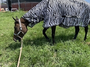 【二度見】シマウマじゃない⁉ 馬界隈が先取りした意外なトレンドに「ワタシも買いにいかなきゃ!」と追随する人多数 - なぜ?