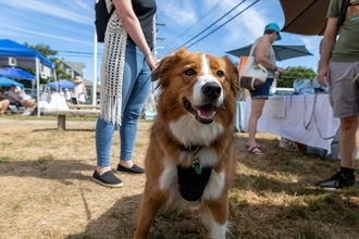 【愛犬と楽しもう】「御殿場プレミアム・アウトレット ドッグフェスティバル」開催!