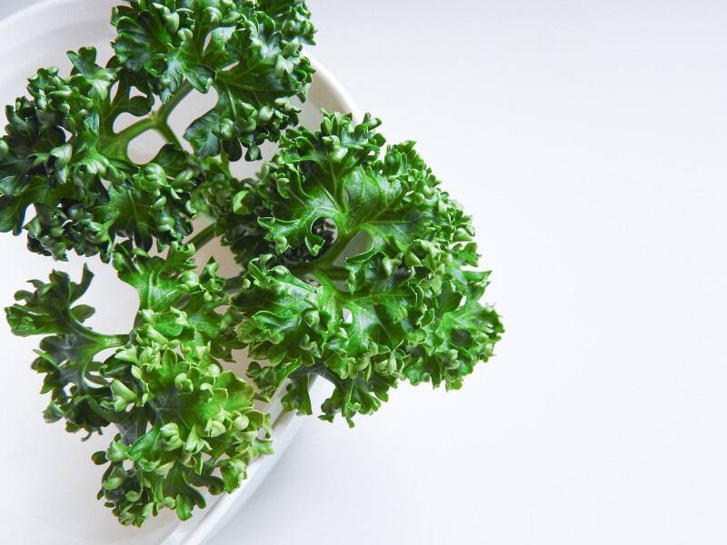 実は鉄分豊富な パセリ 選び方と上手な使い方 22年5月15日 エキサイトニュース