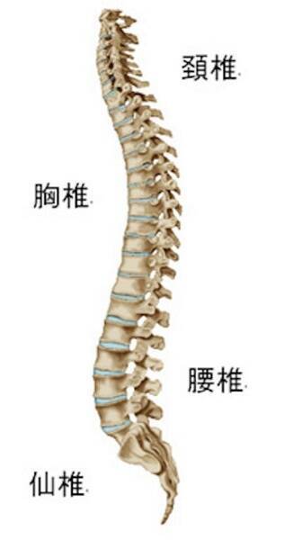 「体幹トレーニング」ってそんなに重要？