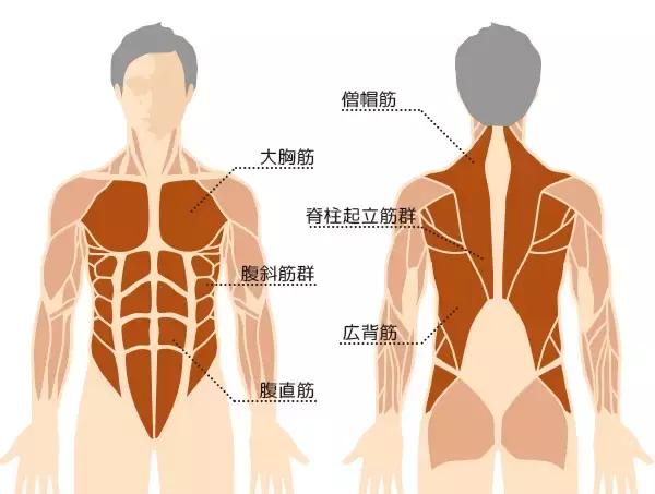 「体幹トレーニングのメリットとコツを知ろう」の画像