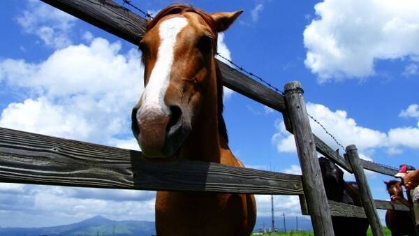 馬油の驚くべき効果効能 19年11月22日 エキサイトニュース