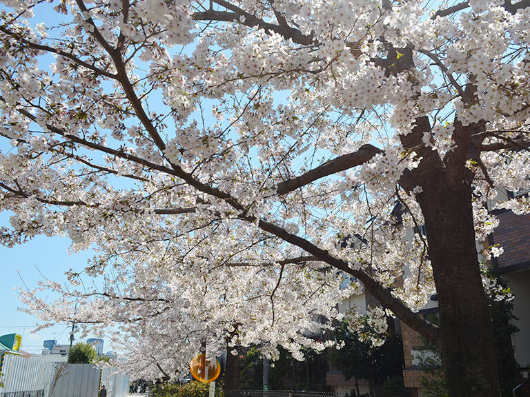 体験取材 桜と春の草花のテーブルリースの植物教室 年5月15日 エキサイトニュース
