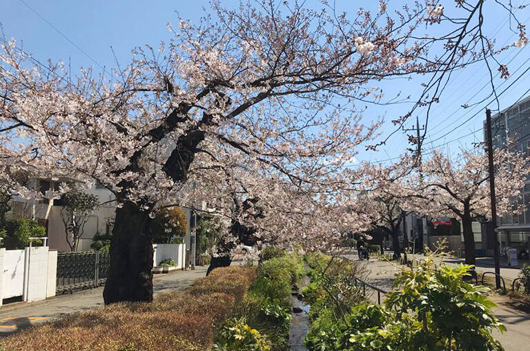 体験取材 桜と春の草花のテーブルリースの植物教室 年5月15日 エキサイトニュース
