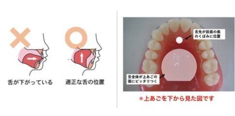 口呼吸 Vs 鼻呼吸 小顔効果が期待できるのはどっち 年12月6日 エキサイトニュース 3 3