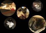 「猫カフェでストレスを解消できるか検証してみた」の画像6