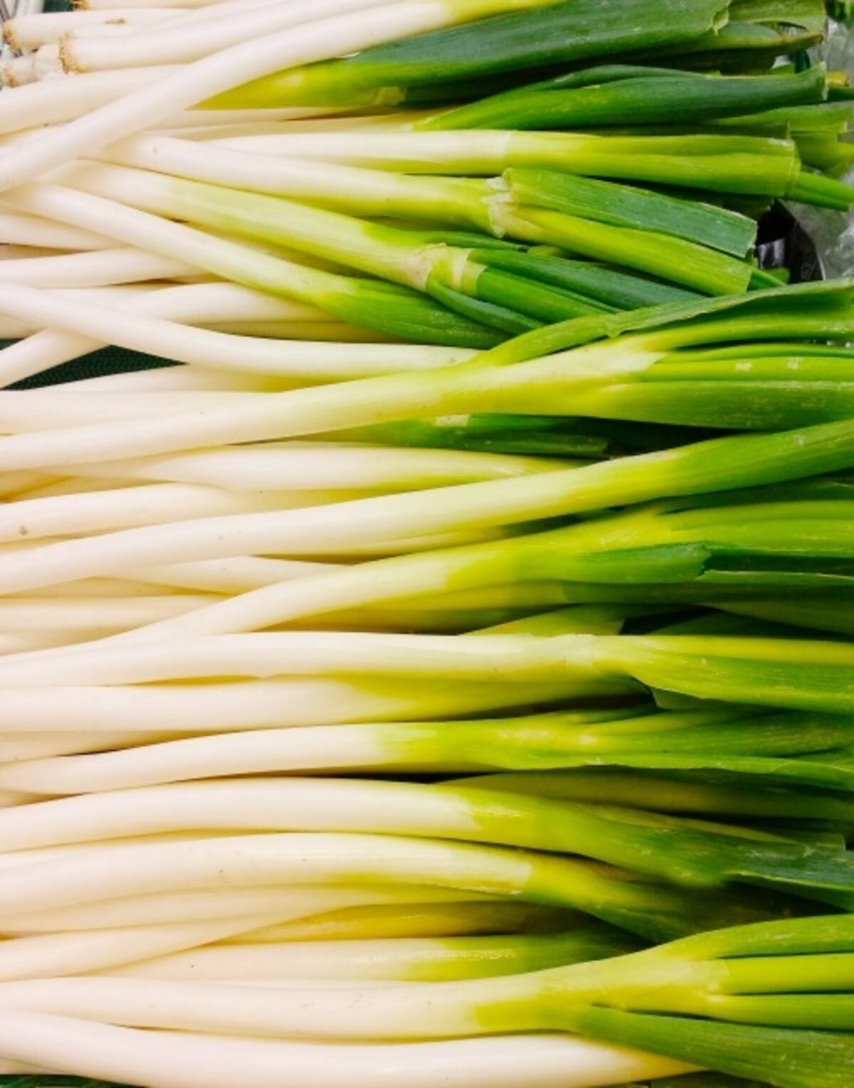ネギの青い部分と白い部分 栄養の違いとは 22年6月3日 エキサイトニュース