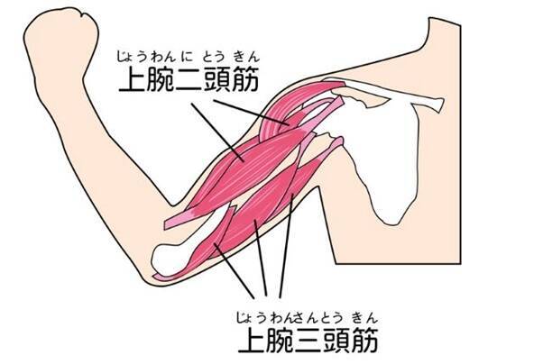 鍛えるべきは「上腕三頭筋」！たぷたぷ二の腕を制する簡単３分エクササイズも紹介